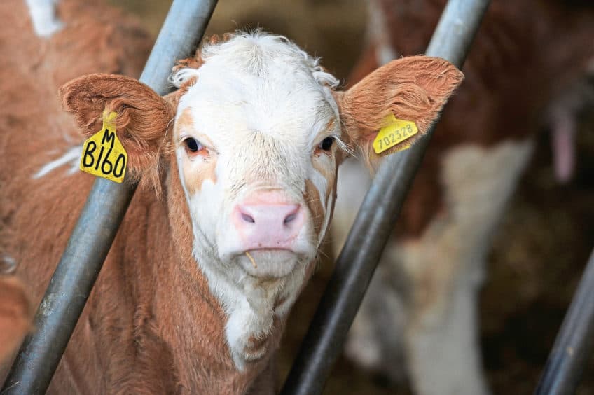 Quietly under the radar: Several countries underreport emissions from livestock (such as cows) in their annual reports to the UNFCCC, but it could severely impact global climate action. | Photo: pressandjournal.co.uk