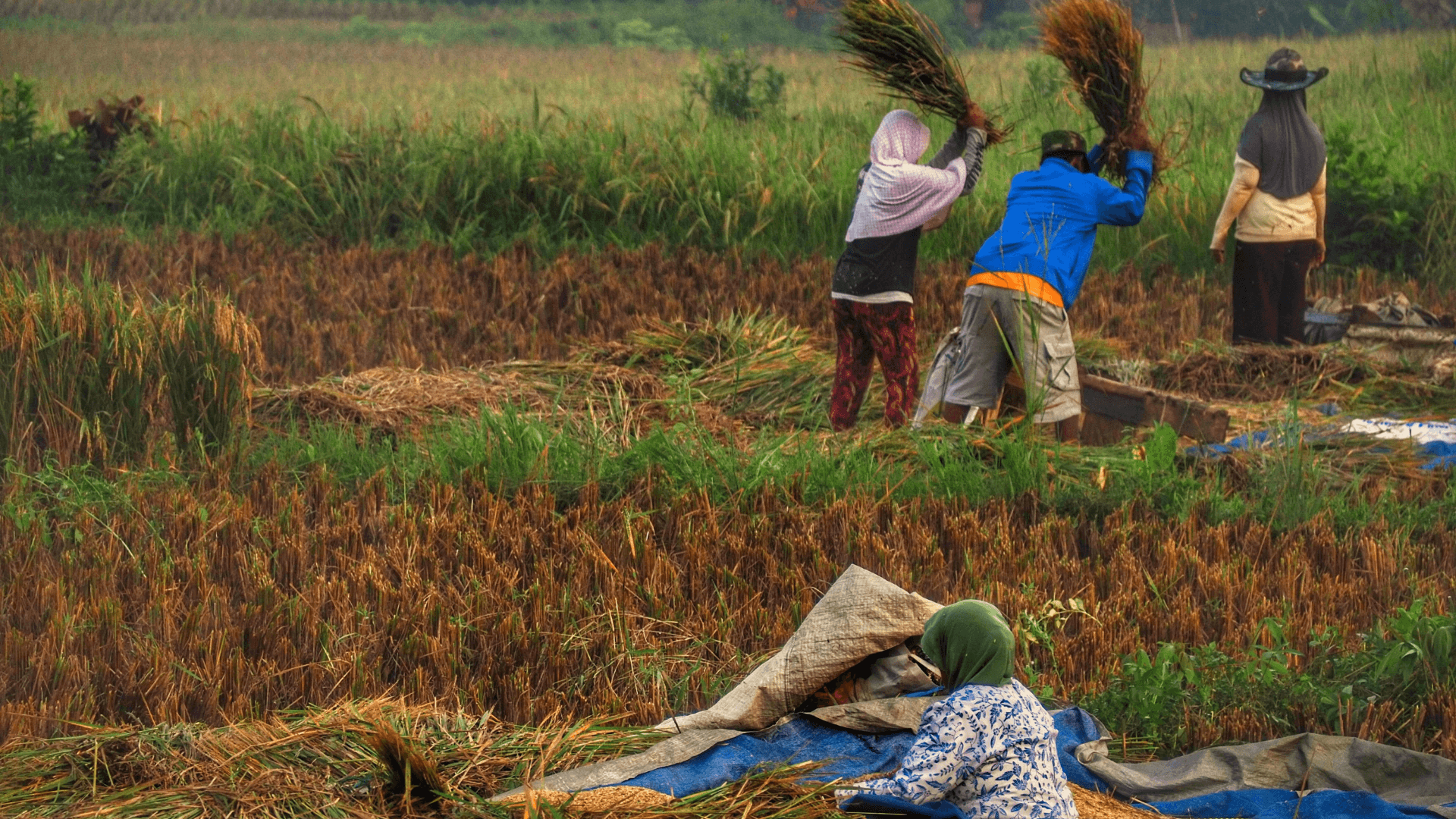 At Bonn Conference, Farmers’ Warn of Double Crisis Threatening Food Security 