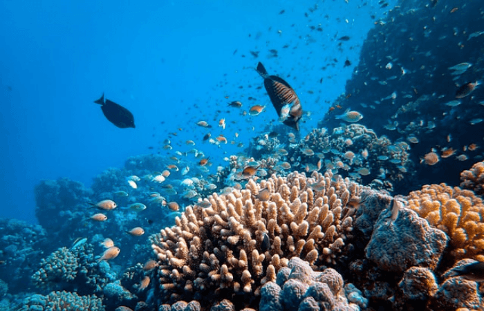 Coral reef scientists raise alarm as climate change decimates ocean ecosystems vital to fish and humans