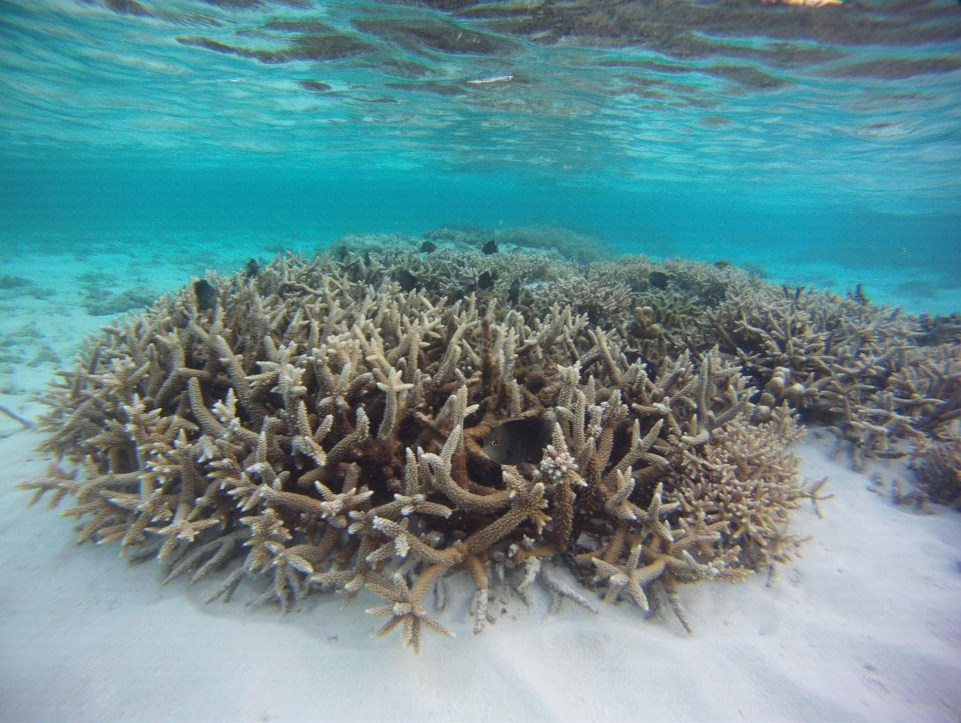 Between a rock and a hard place: Lakshadweep locals set to fight tourism plans