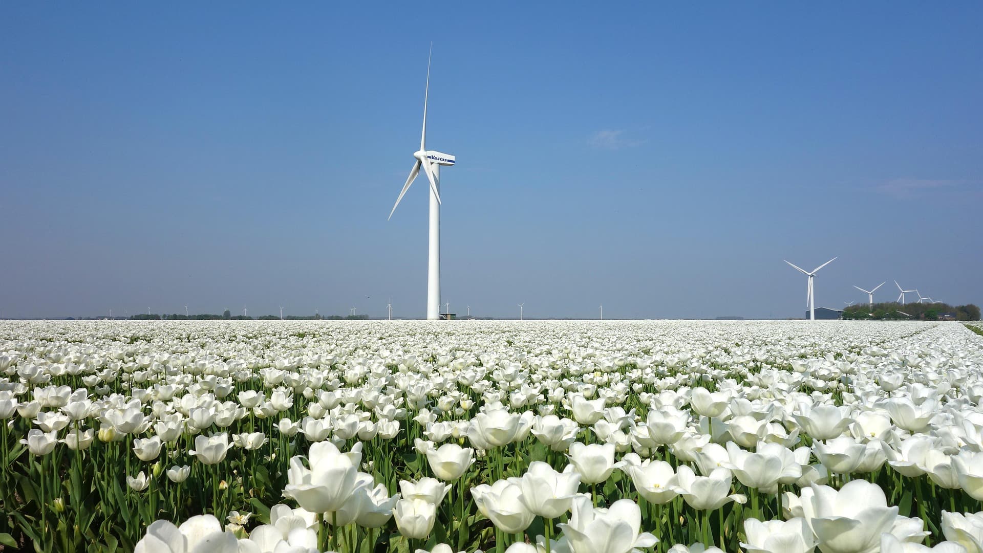 India recently crossed a milestone of 50% of installed renewable energy capacity. 