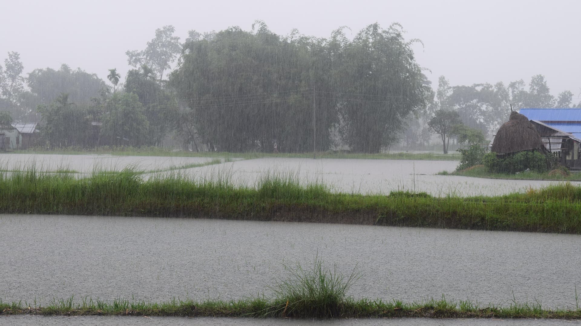 India opens farm imports in ‘calibrated manner’ under India-US trade deal