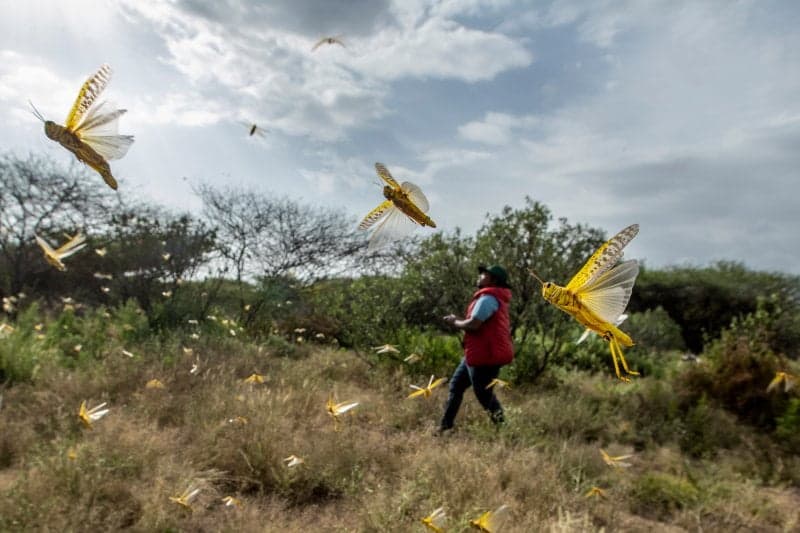 Swarmed: The locust outbreak in East Africa is the worst the region has seen in the past 25 years. Source: Time