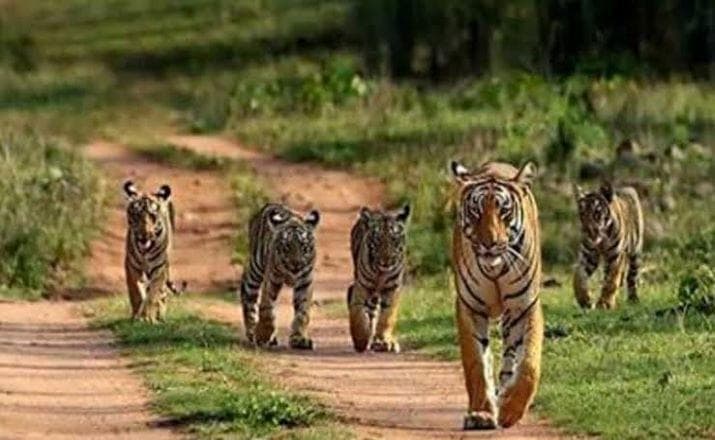 Hunting ground: New government guidelines for ecotourism in forest areas could affect the ecology and wildlife, warn environmentalists | Photo: Hindustan Times