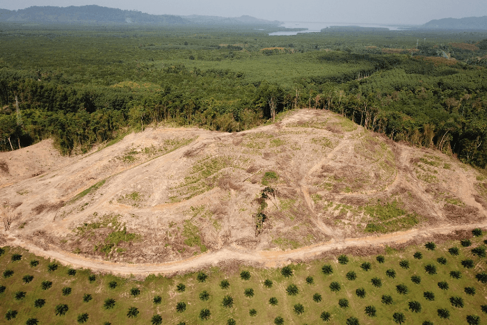 Timber production, carried out in a third of the world’s forests, is expected to grow between 54-200% by 2050, primarily driven by rapid urbanisation.