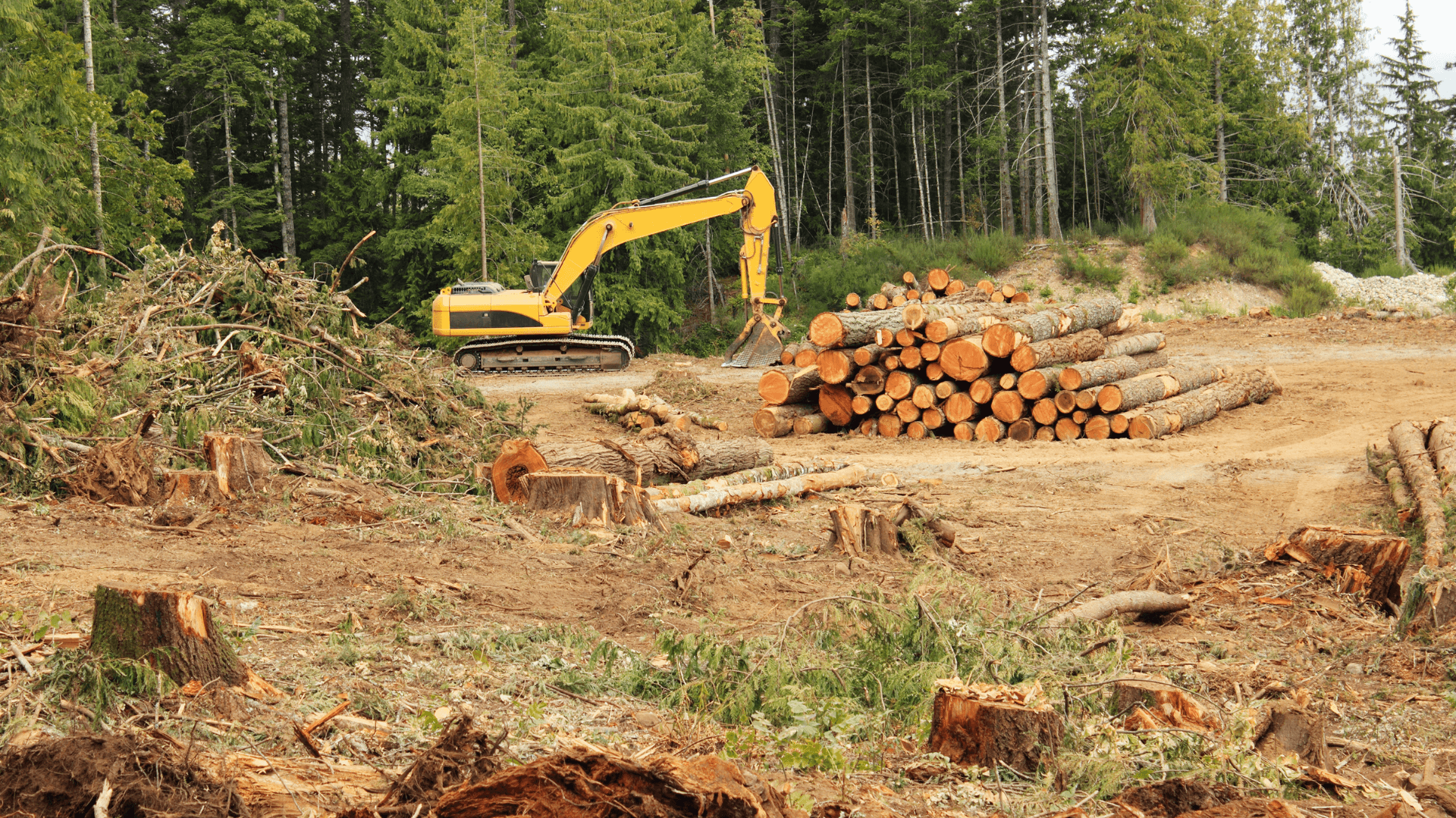 Deforestation May Push Amazon Near Tipping Point at even 1.5˚C: Report