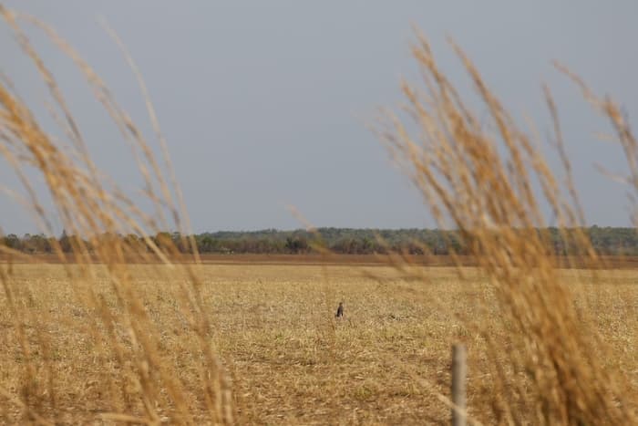 Tripling adaptation finance may be the only way to secure a win at COP30: Experts