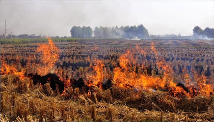 Crop burning has become a problem – both for Delhi and the farmers further north. | Image credit: Zeenews.com