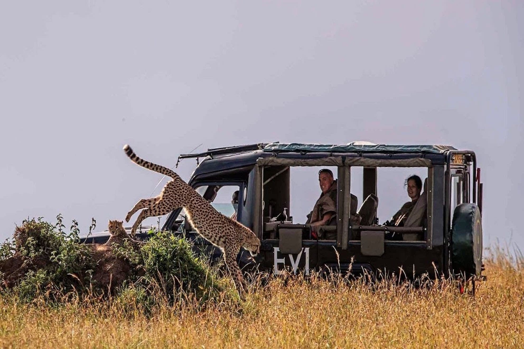 Now without the rumble: Kenya’s plan to switch to EVs for its wildlife reserves is backed by its tourists’ favorable experiences with the vehicles’ lack of engine noise and vibration. Photo: Go2Africa