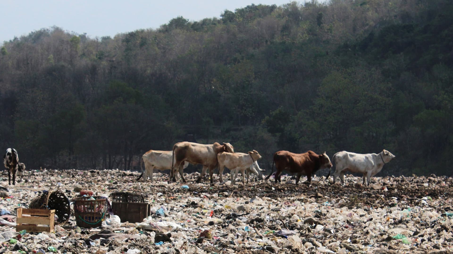 1,300 Tonnes Cattle Waste From Delhi Enters Yamuna Everyday: MCD Report