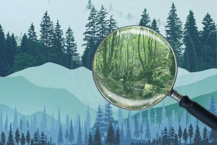 As COP30 rolls out a tropical forest fund, how are India’s natural forests doing?