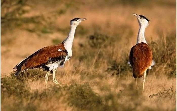 2 months after SC ruling, new bird diverters still missing in Great Indian Bustard habitats