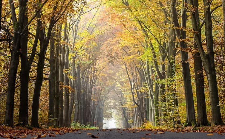 Climate goals overestimate forests’ carbon absorption capacity: Study