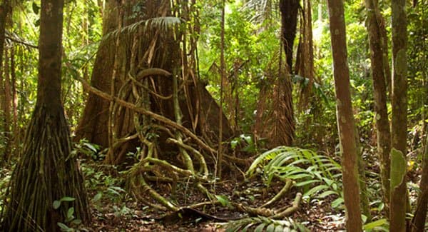 Thinning out: Accelerating climate change could wipe out Amazon’s tree species that are unable to keep up with changing conditions.  |  Image credit: Huffpost.com