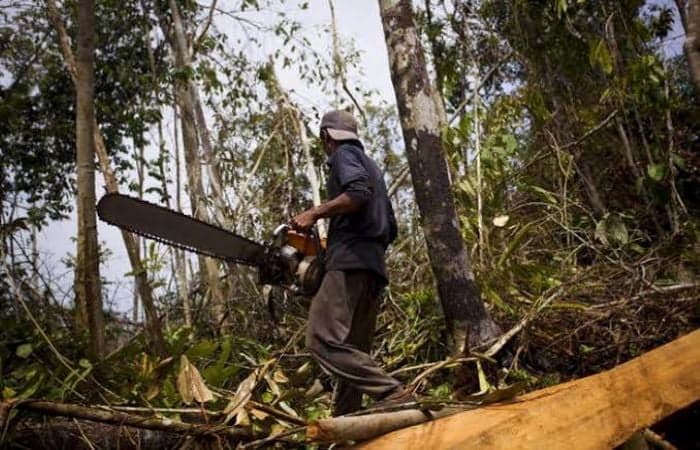Unprotected: According to official data, a total 11,467.83 hectares of forest land was diverted in 22 states between January 1 and November 6, 2019, for  932 non-forestry projects under the Forest (Conservation) Act (FCA), 1980 | Photo: ThoughtCo