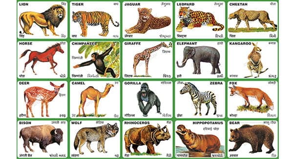 End of the road? The draft IPBES report that says one million species of animals and plants could go extinct could hit our iconic species first | Image credit: SpectrumChart