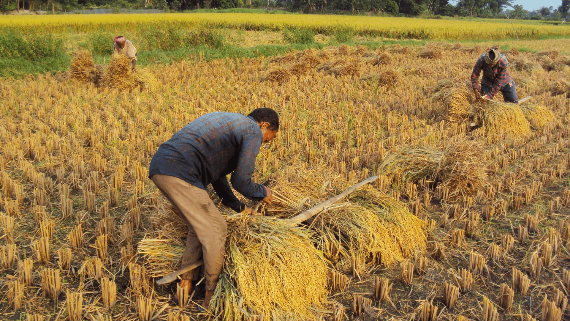 Warmer Winters, Hotter Nights Threaten India’s Wheat Harvest and Food Security: Report