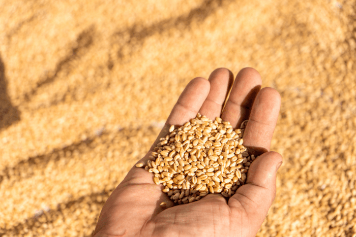 India may face warmer Feb, wheat crops are at risk, warn experts