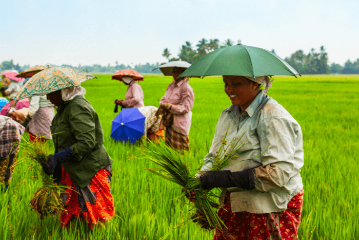 The study showed that natural farming and agroecological transitions can comfortably feed communities with better yields and crop diversity than conventional farming methods,