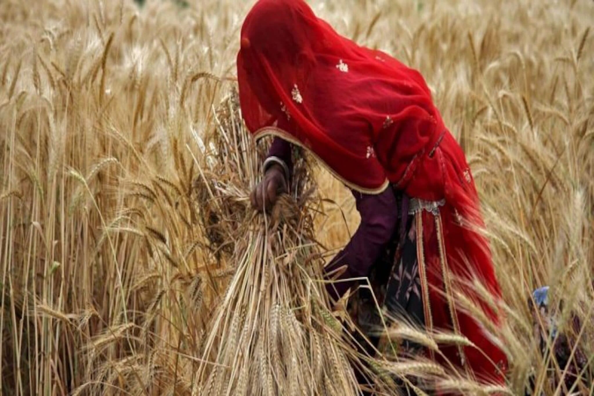 Change of plans: India had previously said it would export 10 million tonnes of wheat to make up for Ukraine’s reduced supply | Photo: The Wire