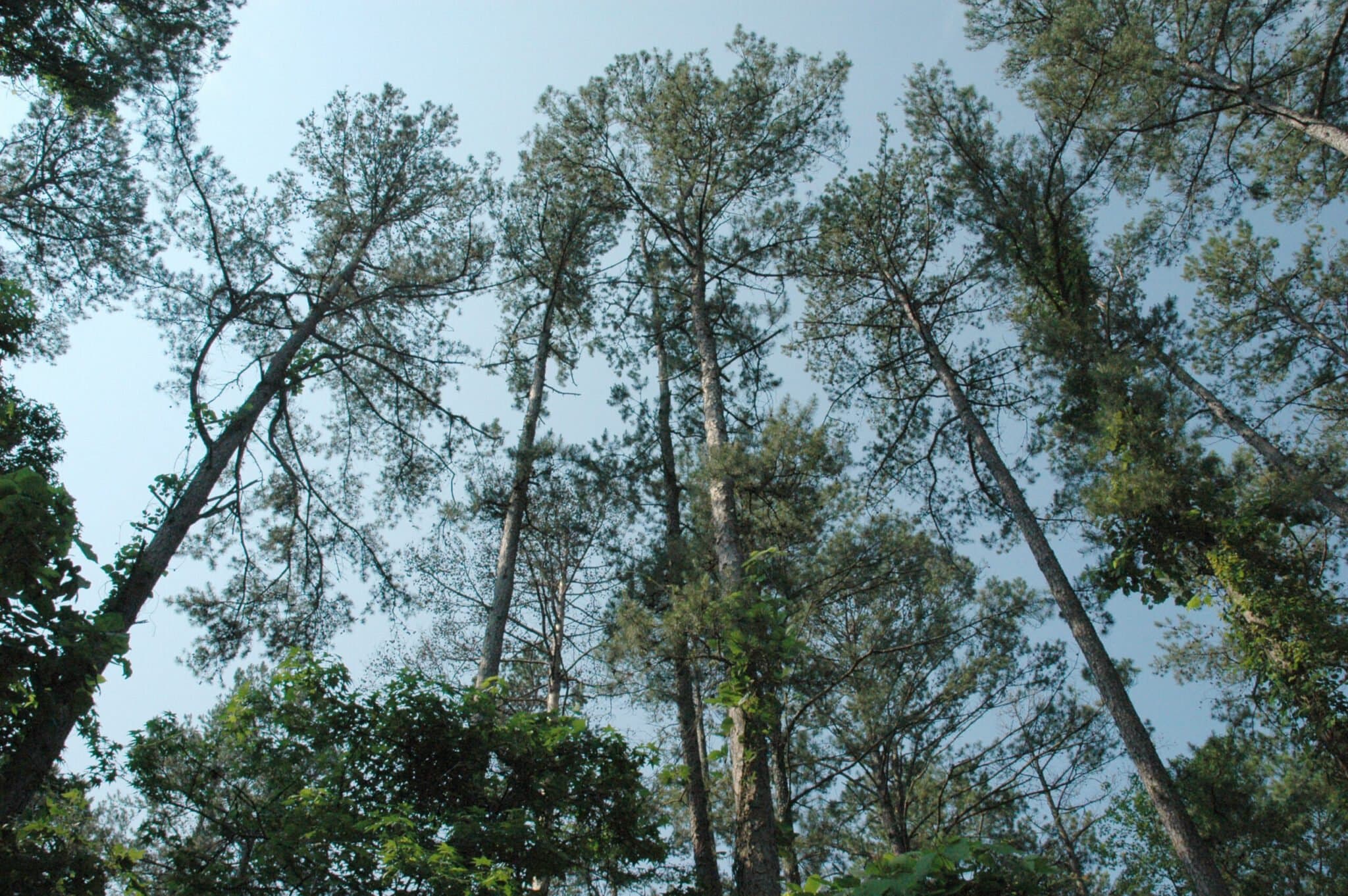 Voluntary carbon markets should continue post 2020. Here’s why