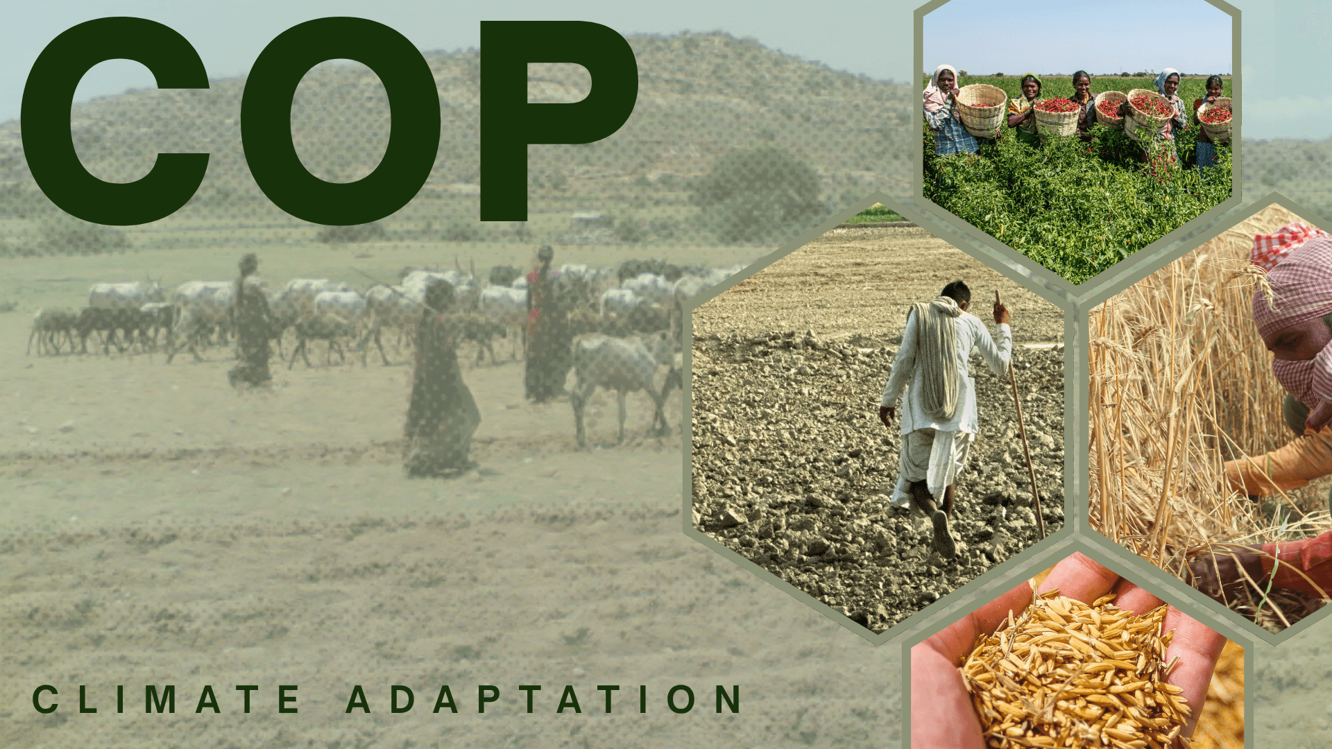 To Make Climate Adaptation Work, India Must Invest in Institutions