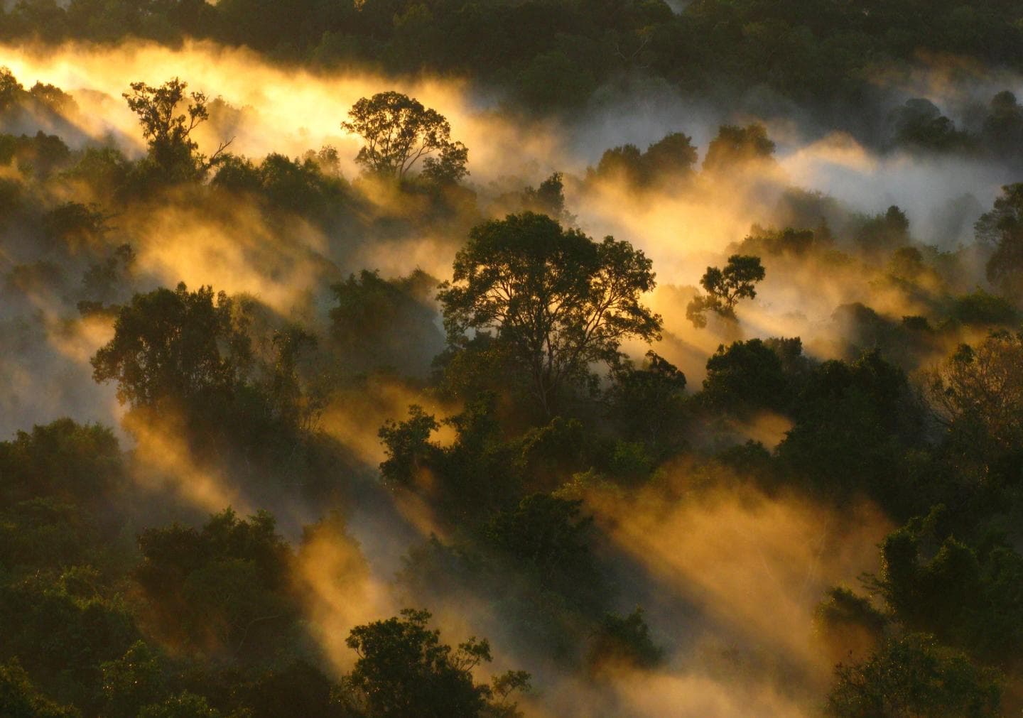 Forest carbon projects: In vogue, but are they effective?