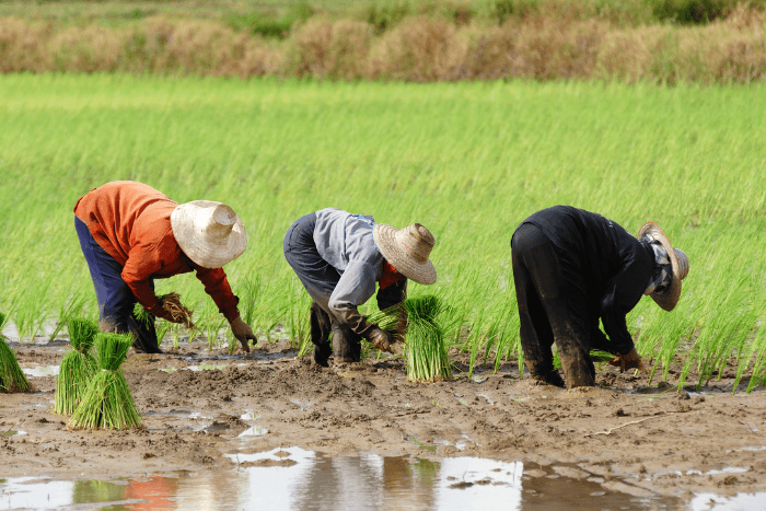 Researchers develop framework for effective climate adaptation