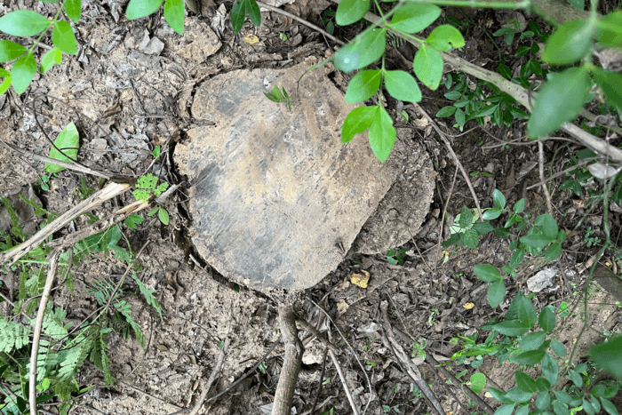 How India’s Pan Masala Boom is Stripping Its Forests