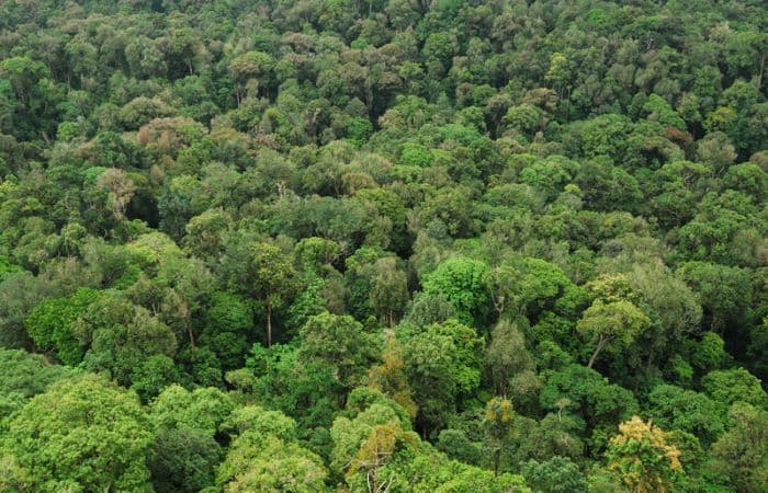 The unflattering reality of India’s lofty plans for its forests