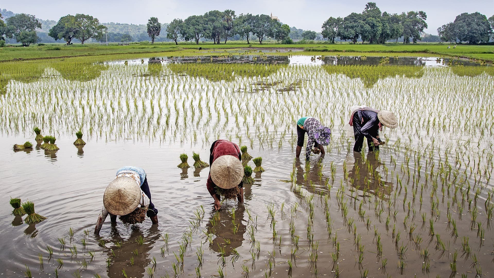 The rising frequency of climate-driven disasters is fundamentally undermining the global micro-finance model, threatening to reverse decades of progress in poverty alleviation.