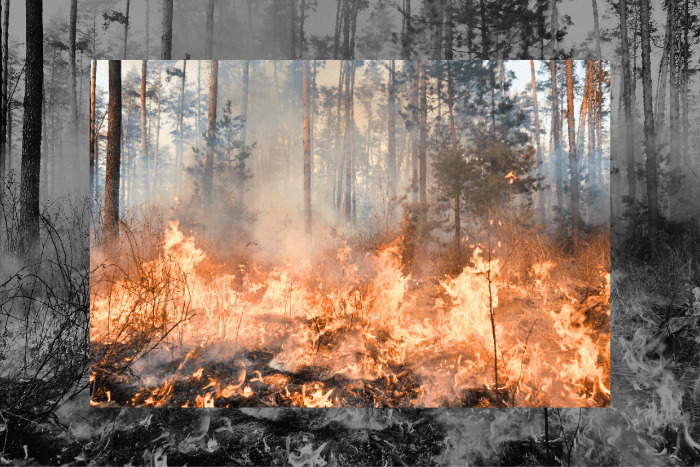Not all forest fires are bad. Here’s why. 