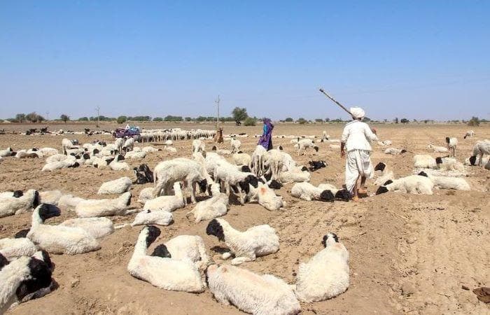 Major win: The NGT said encroachments in Gujarat’s Banni grasslands, home to the Maldharis, were because of poor coordination between the forest and revenue departments | Photo: Village Square