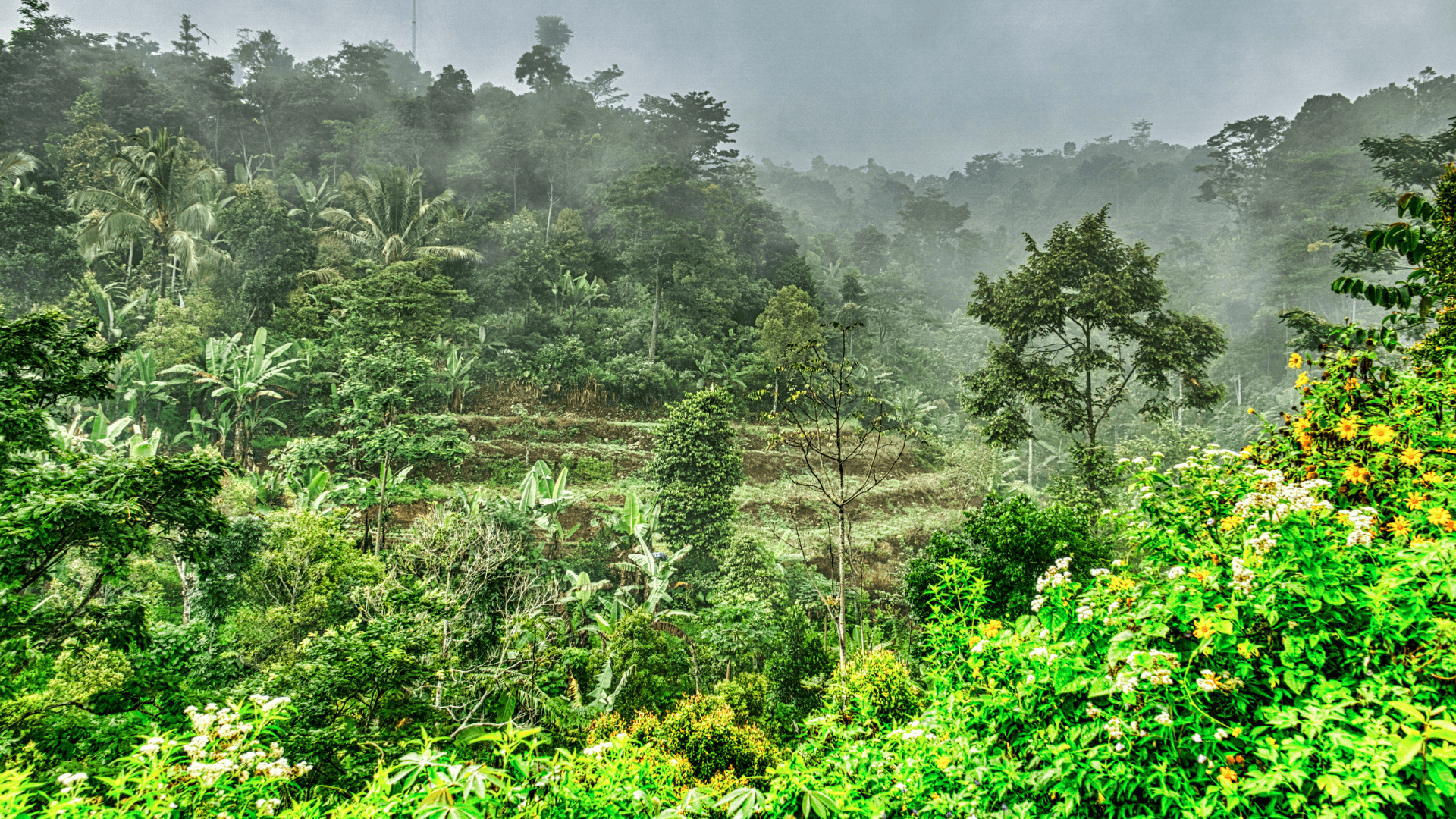Centre Asks States and UTs to Digitally Map Forest Boundaries 