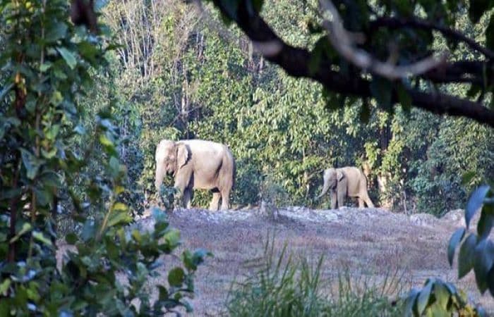 No mercy: The central government is not backing down on its plans to turn an elephant-dense forest area into a coal mine in Korba district, Chhattisgarh | Photo: Scroll.in