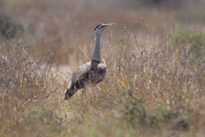 In the PIL, the petitioners urged that the Great Indian Bustard is a “critically endangered” bird, so to aid its conservation efforts, the cable line should be underground and not overhead.