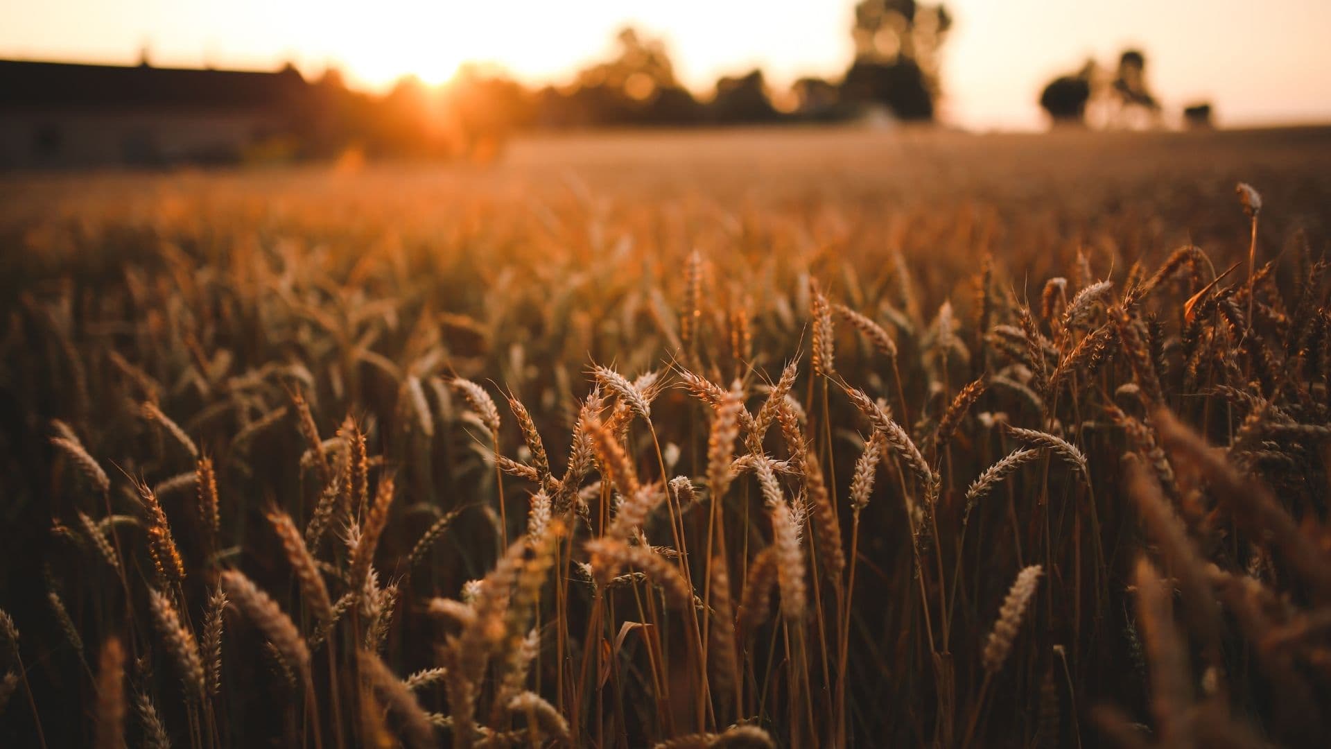 The Indian government has lowered its foodgrain target by 2.6m tonnes, 