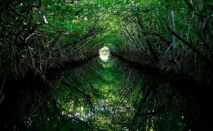 Toxic future: A recent study marked regions that are likely to become CO2 hotspots because of mangrove loss, even in a ‘business as usual’ scenario | Photo: IAS Express