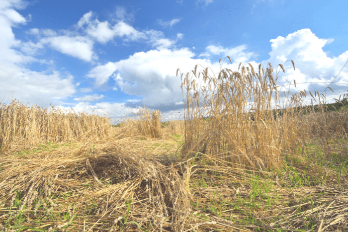 Weather woes: India’s federally held foodstock declined to a five-year low primarily because  extreme weather severely affected the production of wheat and rice.