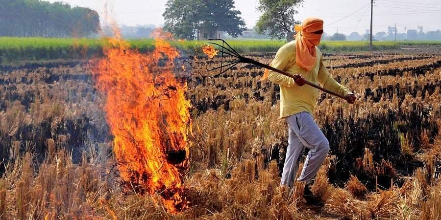 Fire and price: Farmers said they were forced to burn the stubble because of the unaffordable prices of crop residue machines. Photo: PTI