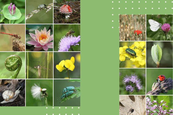 Even if we stop climate change so that global temperatures peak and start to decline, the risks to biodiversity could persist for decades after.