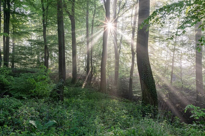changes came to a forest’s ecosystem when global warming exceeded 2 °C. Photo: Wikimedia Commons