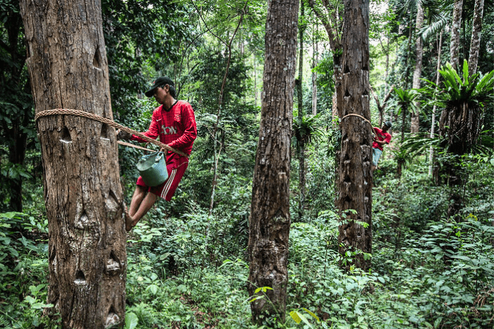 Empowered local forest governance supports forest restoration: Study 