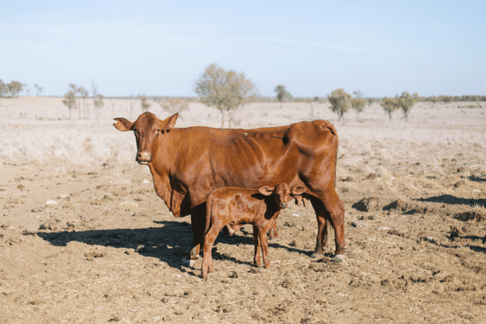 In Slovakia, there is a possibility that tens of thousands of cows will have to be killed due to the lack of fodder to see them through the winter.