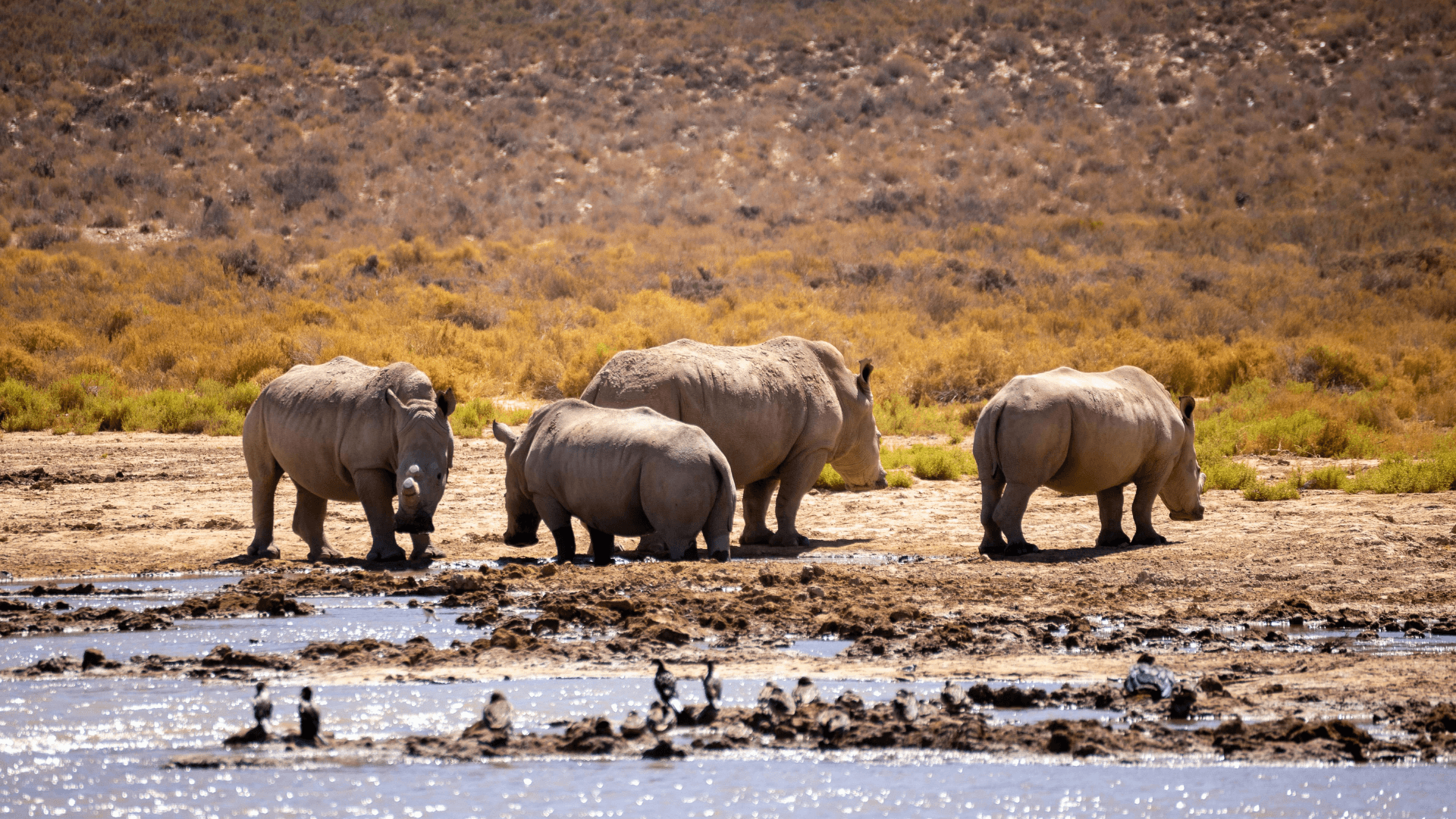 The study found that species-rich regions in the Amazon basin, tropical Africa, and Southeast Asia as primary hotspots for increased extreme event frequency.