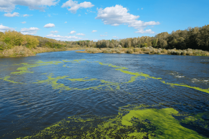 Algal blooms are also strongly driven by water temperature, the study said.