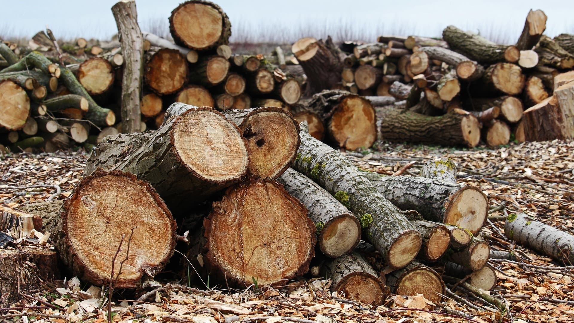 NGT Orders Report on Illegal Tree Felling in Delhi