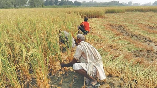 Paddy cultivation drops 30% due to deficient rain