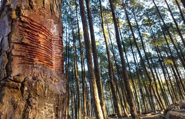 Will the new climate-forest interface come at the cost of India’s natural forests?