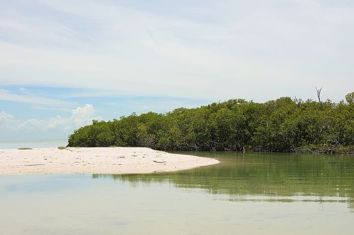 Mangroves in Ciudad del Carmen, Mexico. Photo: Wikimedia Commons